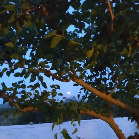 Trifyllianika Calm View *