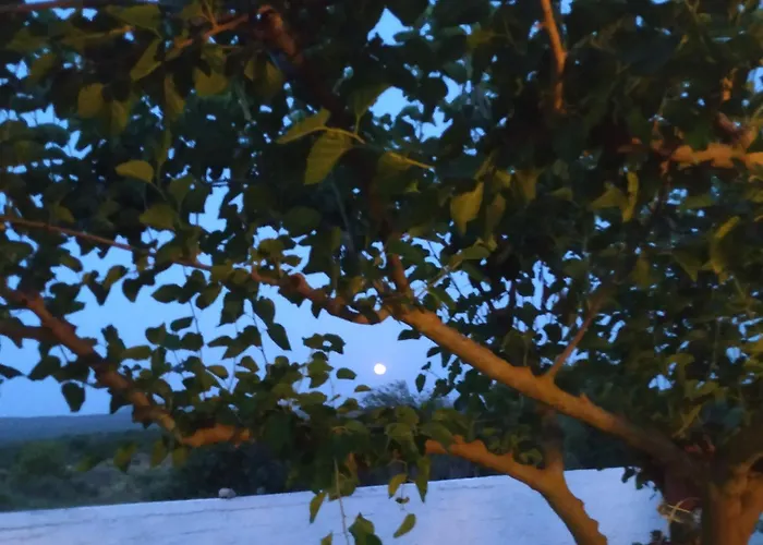 Trifyllianika Calm View *